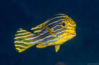 Plectorhinchus polytaenia (Ribbon Sweetlips)