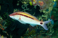 Parupeneus barberinus (Dash-Dot Goatfish)