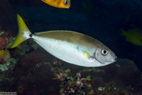 Naso minor (Blackspine Unicornfish)