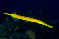 Aulostomus chinensis (Trumpetfish)