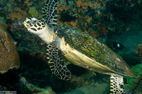 Eretmochelys imbricata (Hawksbill Turtle)
