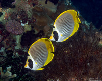 Chaetodon adiergastos (Panda Butterflyfish)