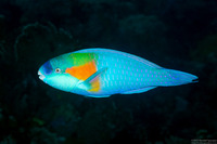 Chlorurus bowersi (Bower's Parrotfish)