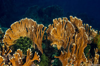 Millepora sp.2 (Plate Fire Coral)