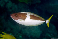 Naso minor (Blackspine Unicornfish)