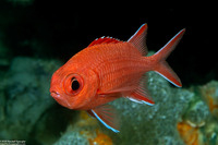 Myripristis vittata (Whitetip Soldierfish)