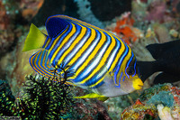 Pygoplites diacanthus (Regal Angelfish)