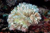 Plerogyra sinuosa (Pearl Bubble Coral)