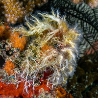 Salmacina sp.1 (Sea Frost Worm)