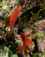 Cirrhilabrus cyanopleura (Bluesided Fairy Wrasse)