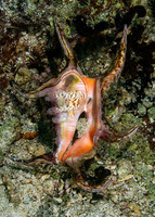 Harpago chiragra (Chiragra Spider Conch)