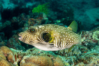 Arothron hispidus (White-Spotted Puffer)