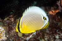 Chaetodon lunulatus (Redfin Butterflyfish)