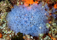 Clavelina moluccensis (Clavelina Moluccensis)