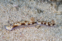 Hypselodoris tryoni (Tryon's Risbecia)