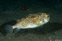 Diodon holocanthus (Longspine Porcupinefish)