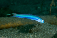 Ptereleotris hanae (Threadfin Dartfish)