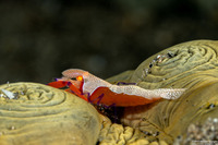 Zenopontonia rex (Emperor Shrimp)