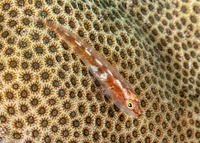 Pleurosicya mossambica (Common Ghostgoby)