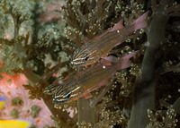 Ostorhinchus moluccensis (Moluccan Cardinalfish)