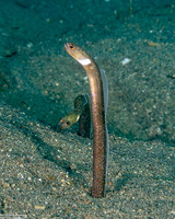 Heteroconger perissodon (Black Garden Eel)