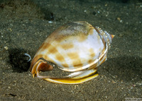 Phalium bandatum (Banded Bonnet)