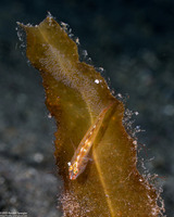 Pleurosicya mossambica (Common Ghostgoby)