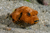 Arothron stellatus (Star Puffer)