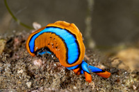 Thuridilla lineolata (Lined Thuridilla)