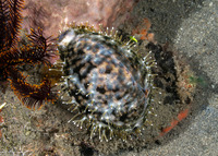 Cypraea tigris (Tiger Cowry)