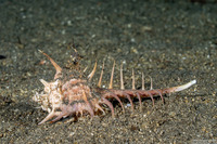 Murex ternispina (Tipped Murex)