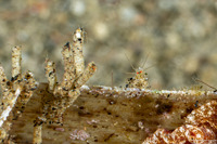 Cerapus sp.1 (Cannolipod)