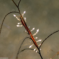 Eubranchus sp.1 (Eubranchus sp.1)