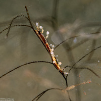 Eubranchus sp.1 (Eubranchus sp.1)