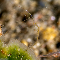 Caprella sp.1 (Skeleton Shrimp)