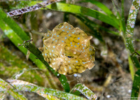 Lactoria cornuta (Longhorn Cowfish)