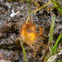 Gomeza bicornis (Two-Horned Gomeza)