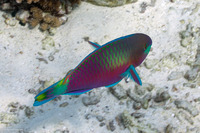 Scarus quoyi (Quoy's Parrotfish)