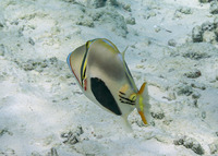 Rhinecanthus verrucosus (Blackpatch Triggerfish)