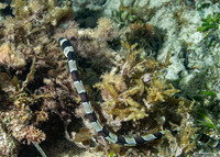 Myrichthys colubrinus (Harlequin Snake Eel)