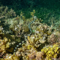 Myrichthys colubrinus (Harlequin Snake Eel)