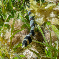 Myrichthys colubrinus (Harlequin Snake Eel)
