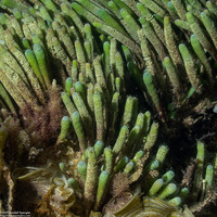 Halicoryne wrightii (Finger Algae)
