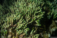 Halicoryne wrightii (Finger Algae)