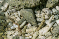 Corythoichthys haematopterus (Reeftop Pipefish)