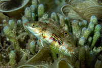 Halichoeres nebulosus (Nebulous Wrasse)