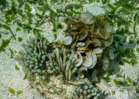 Halicoryne wrightii (Finger Algae)