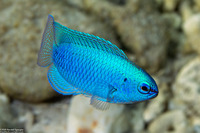 Chrysiptera cyanea (Sapphire Damsel)