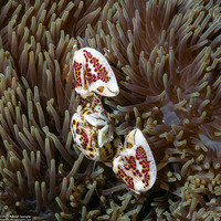 Neopetrolisthes maculatus (Spotted Porcelain Crab)