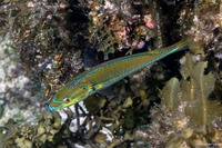 Stethojulis interrupta (Cutribbon Wrasse)